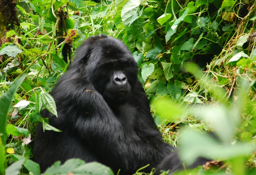 You are currently viewing Close Encounters with Mountain Gorillas in the Wild