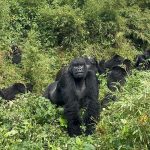 Combined Kenya and Uganda Safari