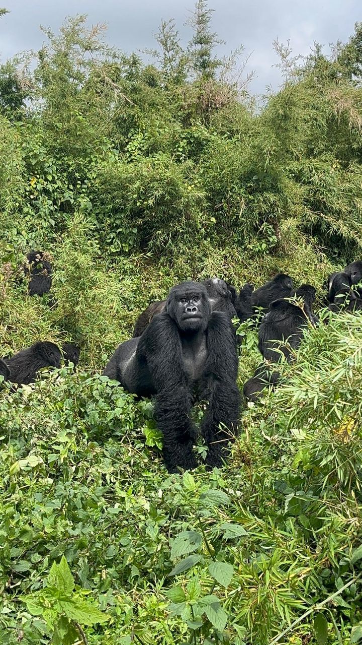 Read more about the article Combined Kenya and Uganda Safari