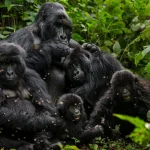 1 Day Gorilla Trekking Safari in Mgahinga Gorilla National Park