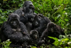 Read more about the article 1 Day Gorilla Trekking Safari in Mgahinga Gorilla National Park