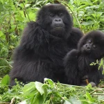 1 Day Gorilla Trekking Safari from Kabale
