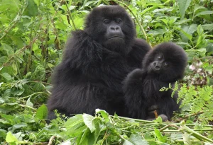 Read more about the article 1 Day Gorilla Trekking Safari from Kabale