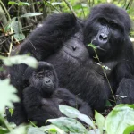 1 Day Gorilla Trekking Safari from Kisoro