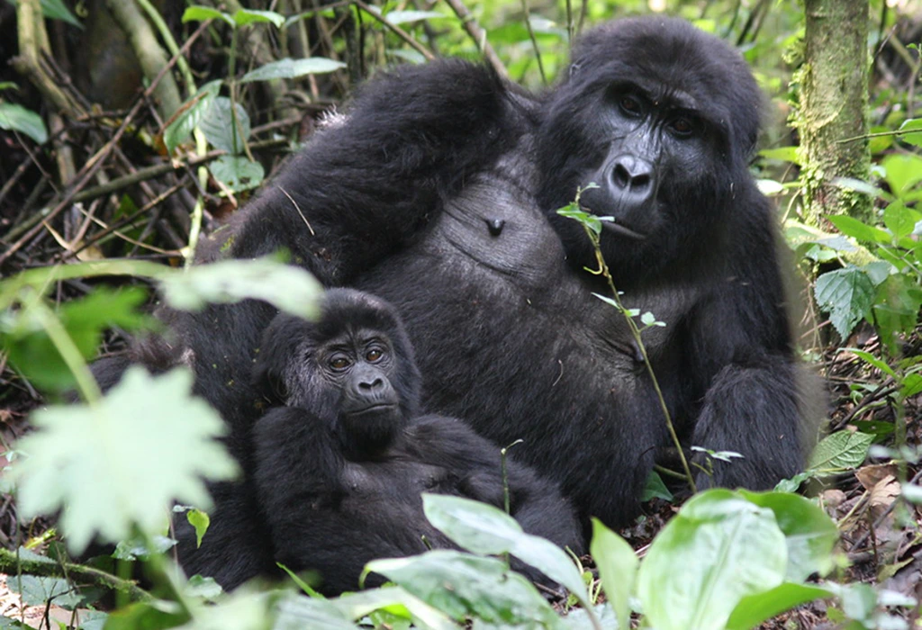 You are currently viewing 1 Day Gorilla Trekking Safari from Kisoro