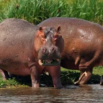 Photography Tours in Uganda