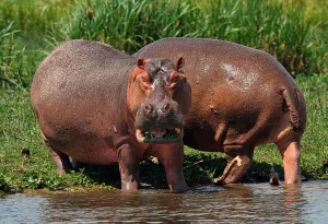 Read more about the article Photography Tours in Uganda