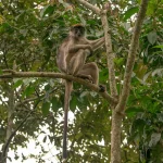 Kibale chimp tours