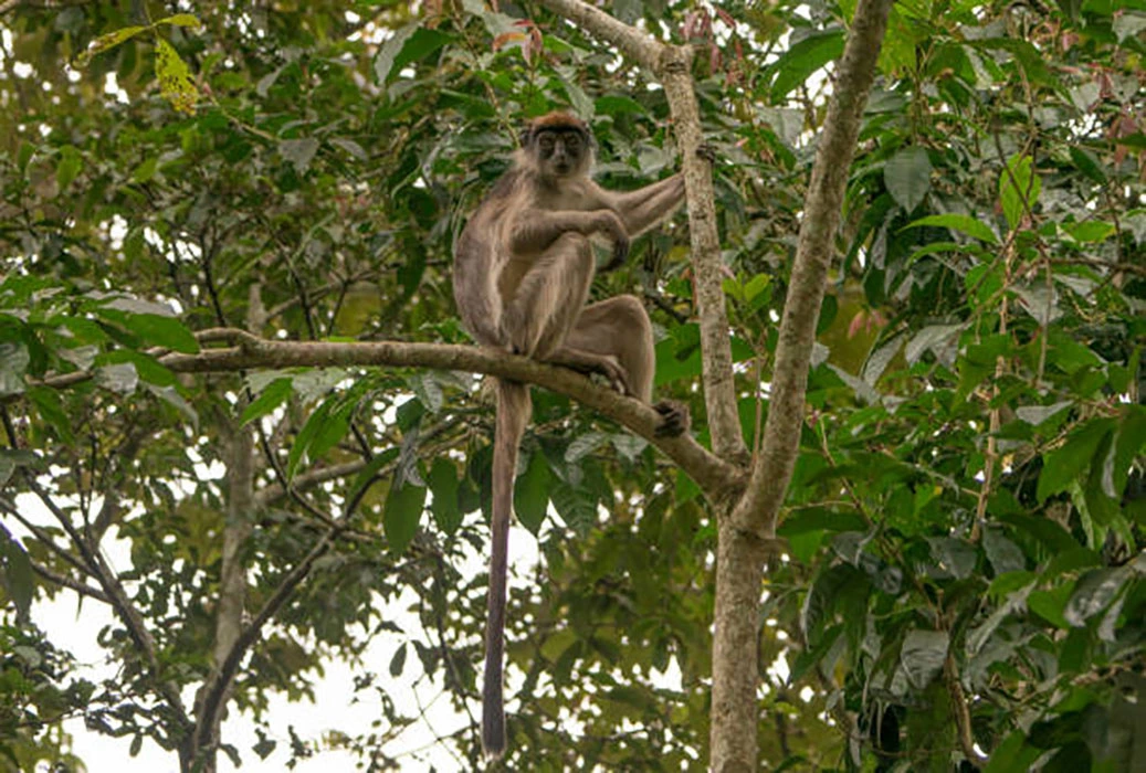 You are currently viewing Kibale chimp tours