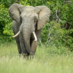 Game Reserves in Karamoja Region