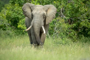 Read more about the article Game Reserves in Karamoja Region