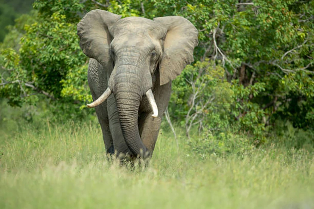 Read more about the article Game Reserves in Karamoja Region