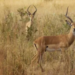 What are the major attractions in Rwanda?