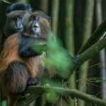 1 Day Golden Monkey Trekking Safari from Kisoro