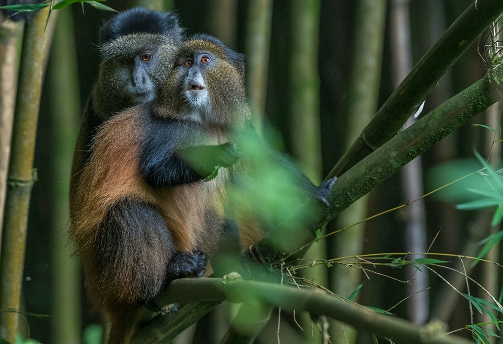 You are currently viewing 1 Day Golden Monkey Trekking Safari from Kisoro