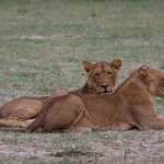 Cost of 3 Day Safari to Murchison Falls National Park