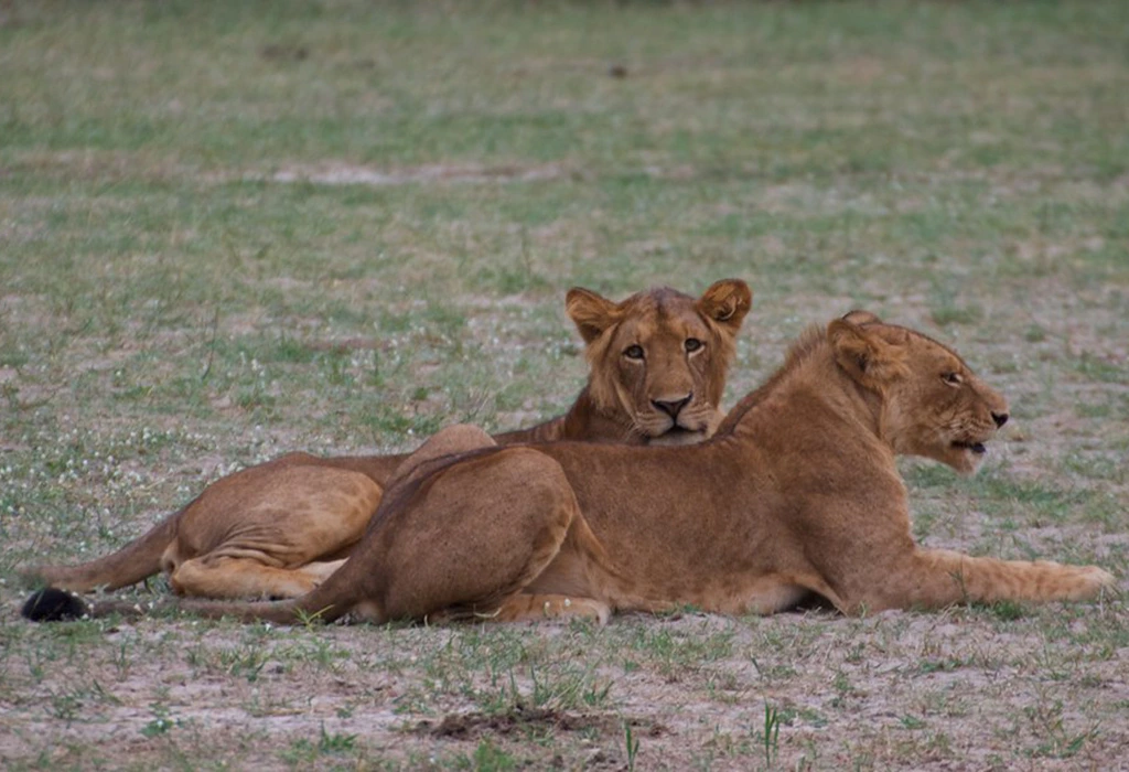 You are currently viewing Cost of 3 Day Safari to Murchison Falls National Park