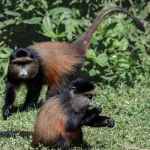1 Day Golden Monkey Trekking Safari from Kabale