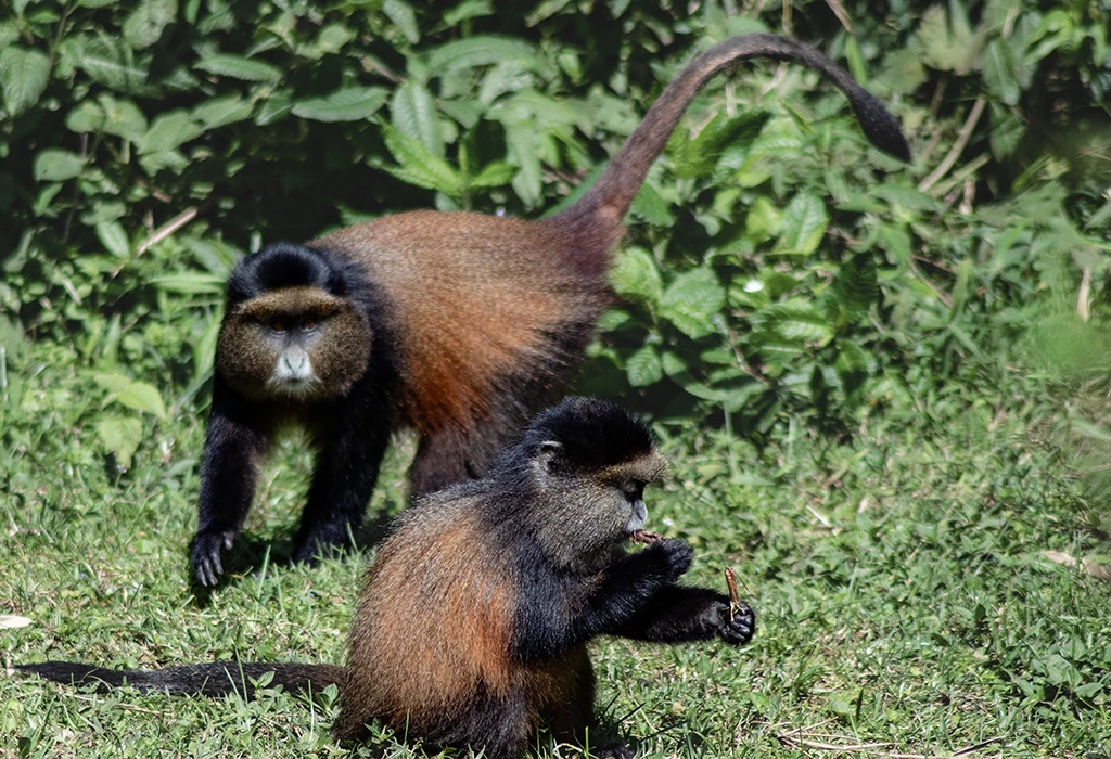 You are currently viewing 1 Day Golden Monkey Trekking Safari from Kabale