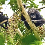 Chimpanzee Trekking in Nyungwe Forest National Park