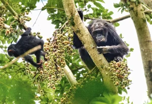 Read more about the article Chimpanzee Trekking in Nyungwe Forest National Park