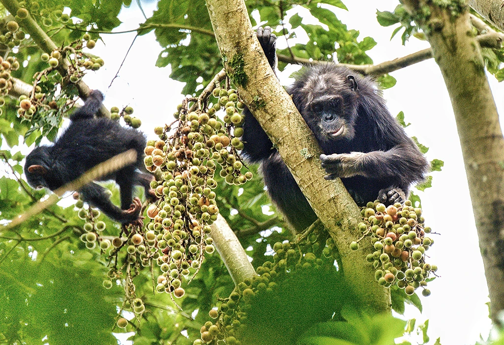 You are currently viewing Chimpanzee Trekking in Nyungwe Forest National Park