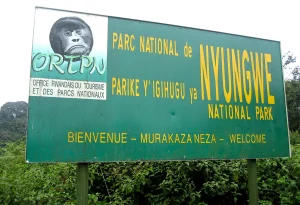 Read more about the article Exploring Nyungwe Forest