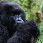Rwanda Trip Planning Advice