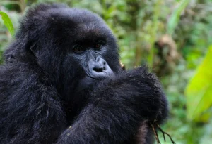 Read more about the article Rwanda Trip Planning Advice