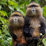 Golden Monkey Trek