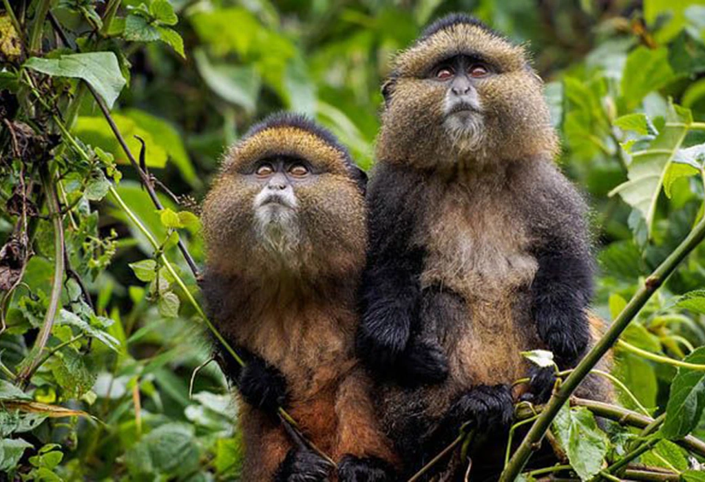 You are currently viewing Golden Monkey Trek