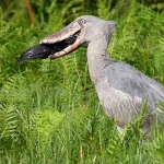 Mabamba Shoebill Tours