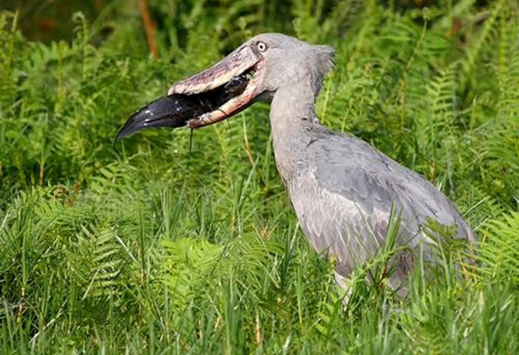 You are currently viewing Mabamba Shoebill Tours