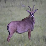 Pian Upe Wildlife Reserve