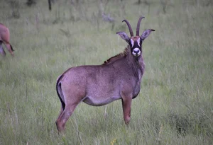 Read more about the article Pian Upe Wildlife Reserve