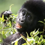 Wildlife Safaris in Uganda and Rwanda