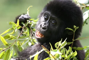 Read more about the article Wildlife Safaris in Uganda and Rwanda