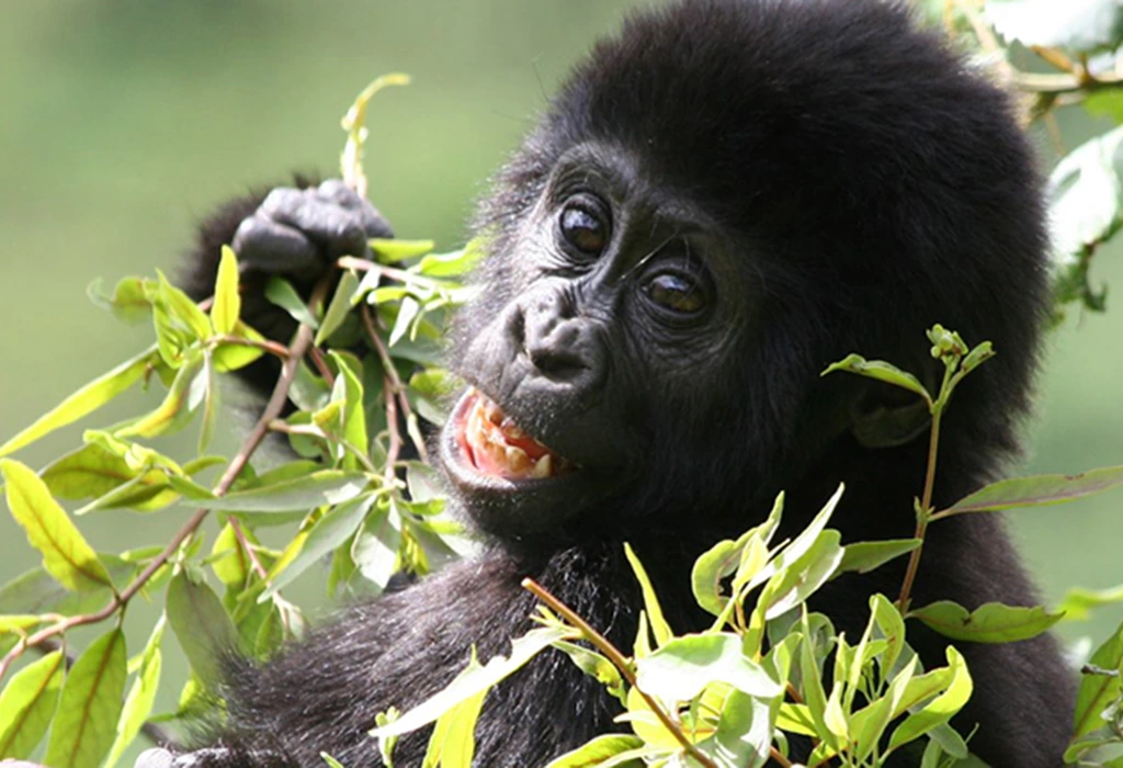 You are currently viewing Wildlife Safaris in Uganda and Rwanda
