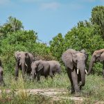 Wild animals guide for Uganda.