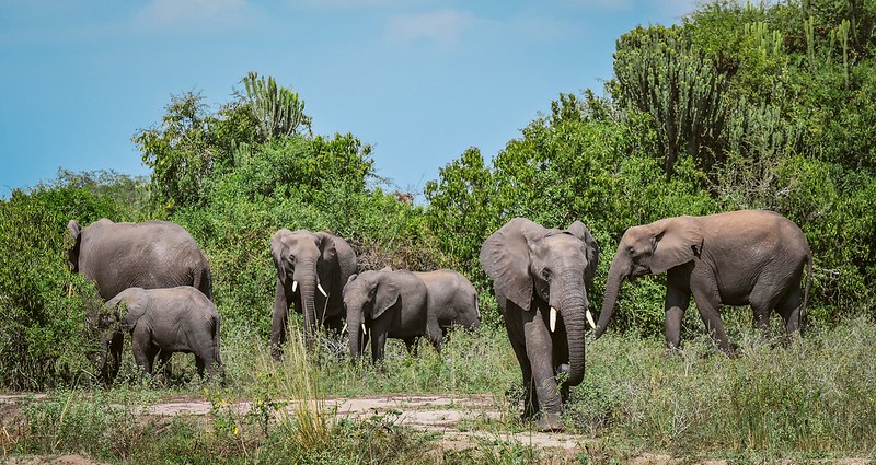 You are currently viewing Wild animals guide for Uganda.