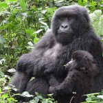 Budget gorilla tours in Rwanda.