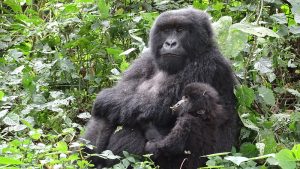 Read more about the article Budget gorilla tours in Rwanda.