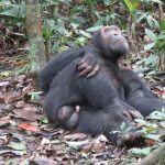Cost of Chimpanzee Trekking in Kalinzu Forest, Uganda