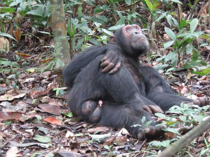 You are currently viewing Cost of Chimpanzee Trekking in Kalinzu Forest, Uganda