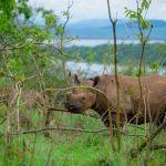 Is Akagera National Park a Savannah Park?