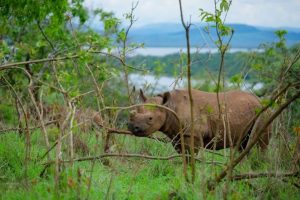 Read more about the article Is Akagera National Park a Savannah Park?