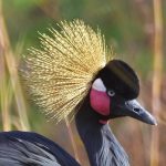 Why is Uganda chosen as a travel destination in 2025?