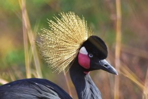 Read more about the article Why is Uganda chosen as a travel destination in 2025?
