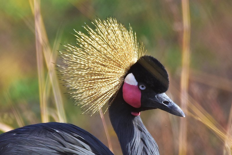 You are currently viewing Why is Uganda chosen as a travel destination in 2025?
