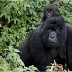 Best gorilla tours in Africa.